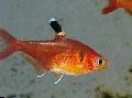 Bilde ferskvannsfisk Røde Krystall Tetra, Harald Schultz Tetra