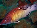 Crvena Diana Svinjska Riba Foto, karakteristike i briga