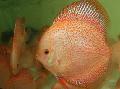 Les Poissons d'Aquarium Discus Rouge, Symphysodon discus, Rose Photo, un soins et la description, les caractéristiques et un cultivation