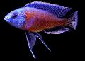 Red Finned Borleyi care and characteristics