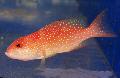 红Louti石斑鱼 照, 特点 和 关怀
