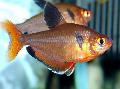 Aquarium Fish Red Phantom Tetra, Megalamphodus sweglesi, Red Photo, care and description, characteristics and growing