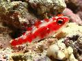 Aquarium Fish Red Spotted Goby, Trimma rubromaculatus, Spotted Photo, care and description, characteristics and growing