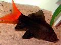 Akvaariumikala Punane Sabaga Musta Shark, Labeo bicolor, must Foto, hoolitsemine ja kirjeldus, omadused ja kasvav