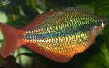 φωτογραφία Φυτά Του Γλυκού Νερού Βασιλική Rainbowfish