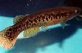 Aquarium Fish Rivulus, Brown Photo, care and description, characteristics and growing