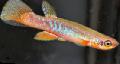 Aquarium Fish Rivulus, Motley Photo, care and description, characteristics and growing