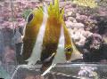 Aquarium Fish Roa excelsa, Striped Photo, care and description, characteristics and growing