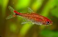 Photo Freshwater Fish Rubi tetra