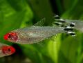 Aquarium Fish Rummy Nose Tetra, Hemigrammus bleheri, Silver Photo, care and description, characteristics and growing