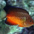 Akvariumas Žuvys Rusty Angelfish, Centropyge ferrugata, raudonas Nuotrauka, kad ir aprašymas, charakteristikos ir augantis