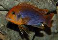 Aquarium Fish Rusty Cichlid, Iodotropheus sprengerae, Motley Photo, care and description, characteristics and growing