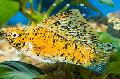 Aquarium Fish Sailfin Molly, Poecilia velifera, Yellow Photo, care and description, characteristics and growing