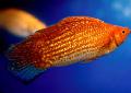 Akvarijske Ribice Sailfin Molly, Poecilia velifera, rdeča fotografija, nega in opis, značilnosti in rast
