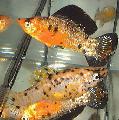 Aquarium Fish Sailfin Molly, Poecilia velifera, Motley Photo, care and description, characteristics and growing
