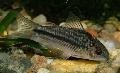 Aquarium Fish San Juan Cory, Corydoras bilineatus, Striped Photo, care and description, characteristics and growing