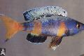 Ryby Akwariowe Sardynka Pielęgnice, Cyprichromis, Cętkowany zdjęcie, odejście i opis, charakterystyka i hodowla