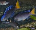 Ryby Akwariowe Sardynka Pielęgnice, Cyprichromis, Niebieski zdjęcie, odejście i opis, charakterystyka i hodowla