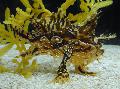 Sargassum Anglerfish (Sargassumfish) foto, características e cuidado