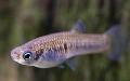 Scolichthys care and characteristics