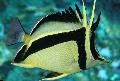 Scythe-mark butterflyfish, Prognathodes falcifer, Striped Photo, care and description, characteristics and growing
