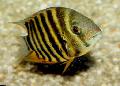 Aquarium Fish Severum, Cichlasoma severum, Heros serverus, Striped Photo, care and description, characteristics and growing