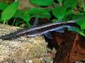 Paddlefish Сомы (Kgs Platypus, Sorubium Paddlefish, Дөрекі-Ploskogolov Sorobium) Фото, сипаттамалары мен қамқорлық