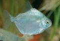 Aquarium Fish Silver Dollar Tetra, Metynnis argenteus, Silver Photo, care and description, characteristics and growing