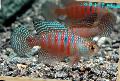 観賞魚 Simpsonichthys, モトリー フォト, ケア と 説明, 特性 と 成長