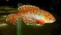観賞魚 Simpsonichthys, 赤 フォト, ケア と 説明, 特性 と 成長
