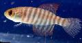 観賞魚 Simpsonichthys, ストライピング フォト, ケア と 説明, 特性 と 成長