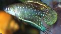 観賞魚 Simpsonichthys, 黒 フォト, ケア と 説明, 特性 と 成長