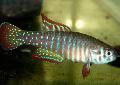 観賞魚 Simpsonichthys, スポッティング フォト, ケア と 説明, 特性 と 成長