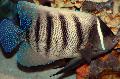 Peixes de Aquário Six Bar Angelfish, Pomacanthus sexstriatus, Euxiphipops sexstriatus, Listrado foto, cuidado e descrição, características e crescente