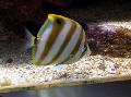 Akvaariumikala Sixspine Butterflyfish, Parachaetodon ocellatus, triibuline Foto, hoolitsemine ja kirjeldus, omadused ja kasvav