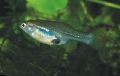 Aquarium Fish Skiffia, Motley Photo, care and description, characteristics and growing