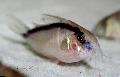 Aquarium Fish Skunk Cory cat, Corydoras arcuatus, Striped Photo, care and description, characteristics and growing