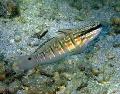 Aquarium Fish Sleeper Banded Goby, Amblygobius phalaena, Striped Photo, care and description, characteristics and growing