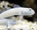 観賞魚 寝台ブルードットハゼ、6スポットハゼ, Valenciennea sexguttata, ホワイト フォト, ケア と 説明, 特性 と 成長