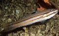 Sleeper Railway Glider Goby Photo, characteristics and care