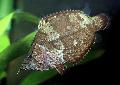 South American Leaf Ribe fotografija, značilnosti in nega