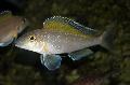 Aquarium Fish Spilopterus, Xenotilapia spilopterus, Silver Photo, care and description, characteristics and growing