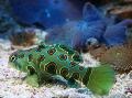 Spotted Green Mandarin Fish foto, características e cuidado