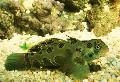 Spotted Green Mandarin Fish, Synchiropus picturatus, Green Photo, care and description, characteristics and growing
