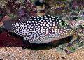Aquarium Fish Spotted Puffer (Hawaiian White Spotted Toby), Canthigaster jactator, Spotted Photo, care and description, characteristics and growing