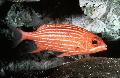 Squirrelfish Striped (Squirrelfish Striped), Sargocentron xantherythrum, Striped Photo, care and description, characteristics and growing