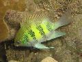 Staghorn Damselfish სურათი, მახასიათებლები და ზრუნვა