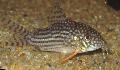 Aquarium Fish Sterba's Cory, Corydoras sterbai, Spotted Photo, care and description, characteristics and growing