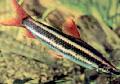 Striped Anostomus care and characteristics