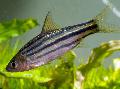 Striped Barb Photo, characteristics and care